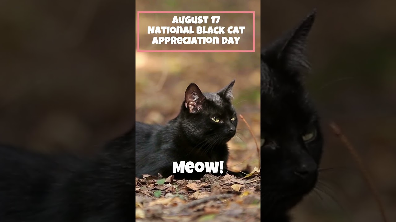 August 17 National Black Cat Appreciation Day