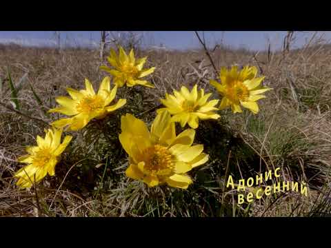 Первые весенние цветы