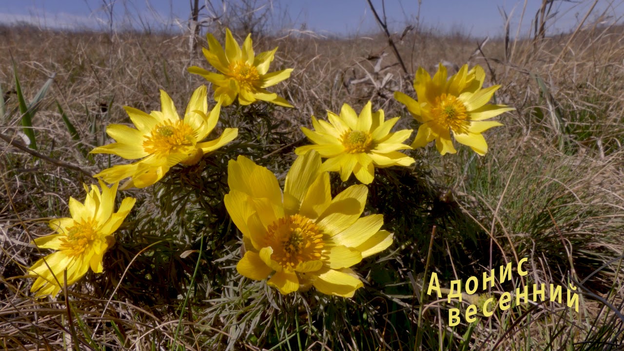 Первые весенние цветы Европы. The first spring flowers of Europe.