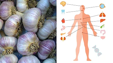 Für welche Organe ist Knoblauch gesund?