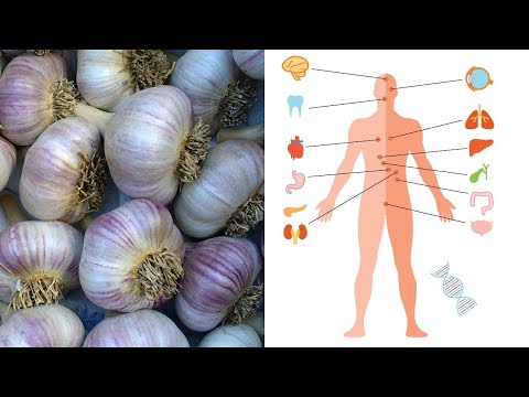 Video: Was Sind Die Vorteile Und Schäden Von Knoblauch Für Den Menschlichen Körper?