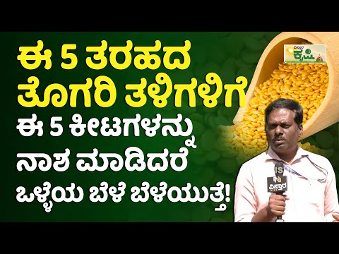 ತೊಗರಿ ಬೆಳೆ ಬೆಳೆದರೆ ಎಷ್ಟು ಲಾಭ? ಎಷ್ಟು ಬಂಡವಾಳ? | Togari Bele Beleyuva Vidhana | Pigeon Peas Farming
