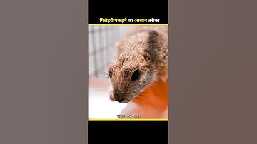 Squirrel Trap Work 😔 #shorts #facts #amazingfacts #ronaldo #cricket #cr7