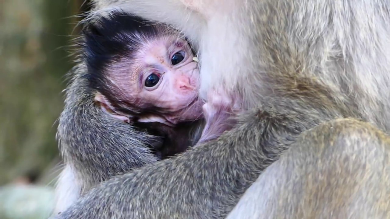 MG What Newborn's Mom Kissing With Her Cute Baby? Most Newborn Monkey Just Born YouTube