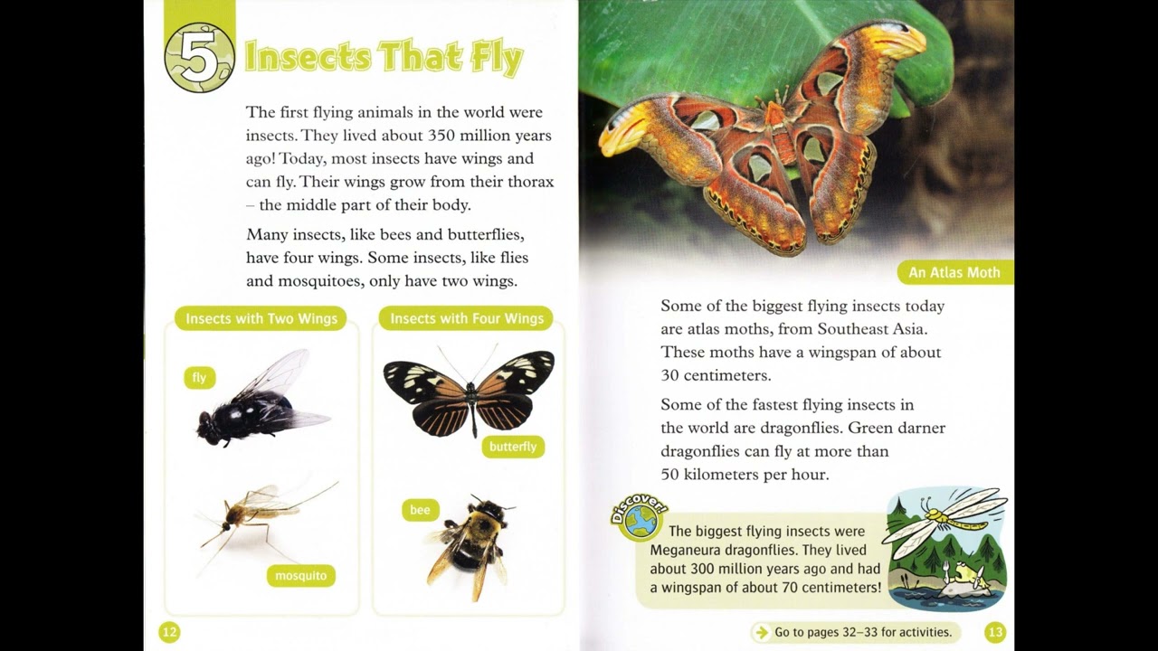 (Oxford RnD - Level 3) Animals In The Air