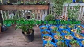 Crops To Transplant & Direct Sow In May