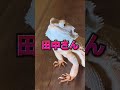 イモムシをばら撒いた結果wwwwwwwwww