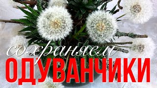 Как сушить одуванчики Простой надёжный способ