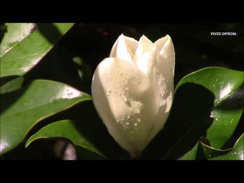 Video: Manolya Büyük çiçekli (24 Fotoğraf): Grandiflora'nın Tanımı, Evde Büyüyen, Dikim Ve Bakım, üreme