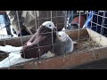 ЯРМАРКА ГОЛУБЕЙ. Бронницы.04.10.20#голуби#ярмаркаголубей#pigeon