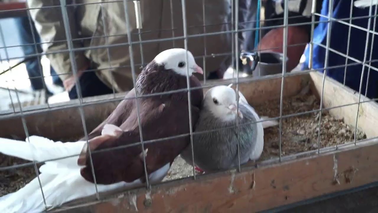 сербские голуби высоколетные. увлеченных ярмарка голубей в бронницах. рынки голубей. увлеченных ярмарка голубей в бронницах. мир.
