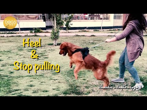 فيديو: كيف تمشي كلبك بشكل صحيح