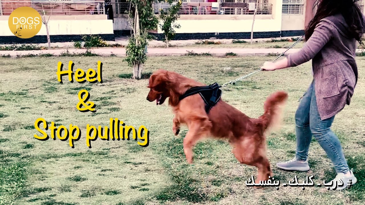 how to train your dog to heel إزاي تدرب كلبك يمشي جنبك بإنتظام بطريقة إحترافية YouTube