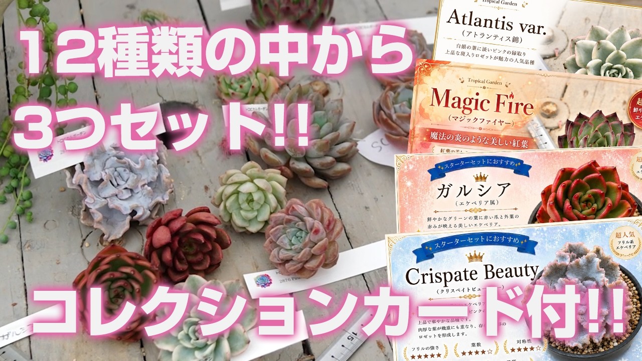 Succulents] Choose any 3 from 12 varieties!! Includes collection