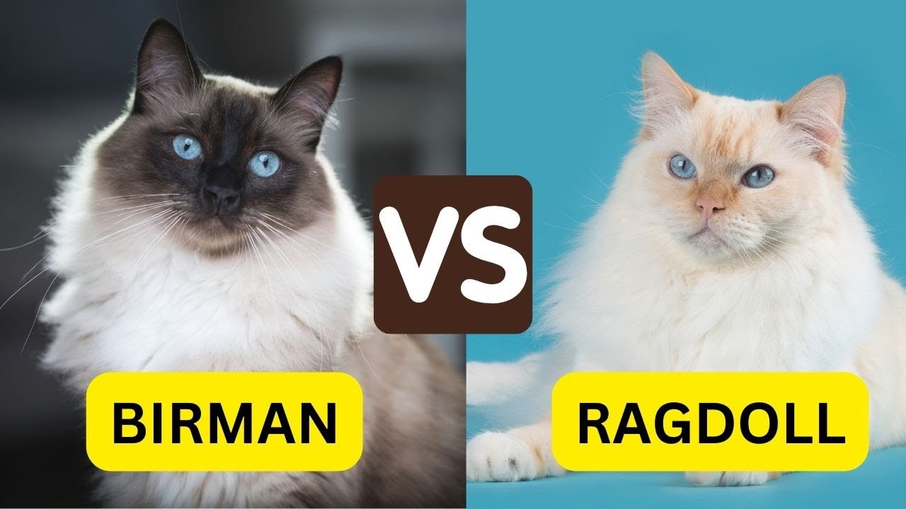 10 Differences Birman Vs Ragdoll You Must Know - YouTube