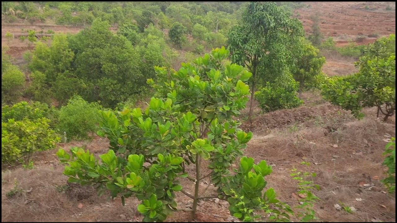 Cashew Plants @Rege Farms