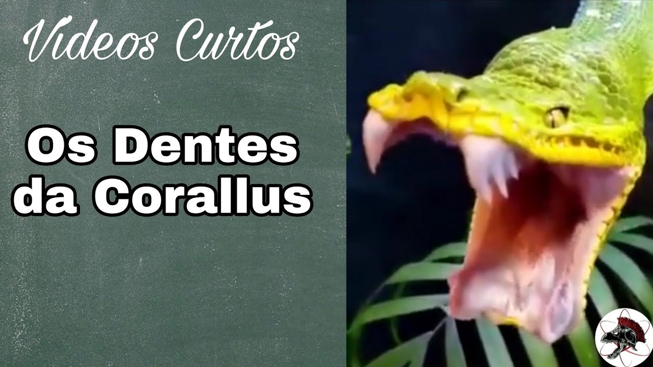 Dente de Corallus caninus | Shorts | Biólogo Henrique