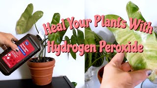 Benefits of Hydrogen Peroxide on Houseplants! | Hydrogen Peroxide for Root Rot & Pest Management!