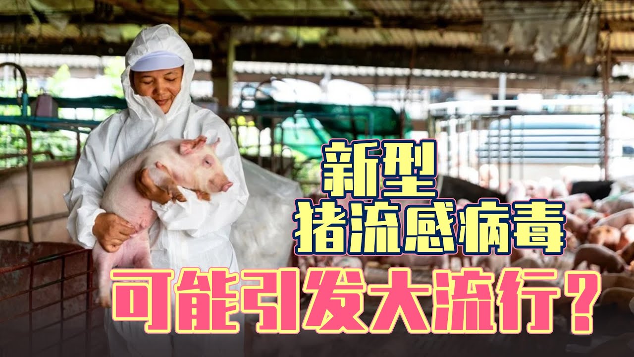 中国发现新型猪流感病毒，传染病又将引发大流行？ - YouTube