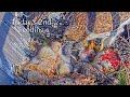 #123🦅🐥13°🐥12°🐥8°(✝️🐣)/Cornell US🇺🇸Red-tailed Hawk Nest 2026/Big Red💗Arthur/by Cornell Lab Bird Cams