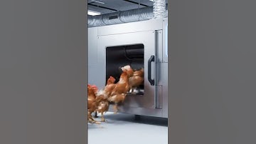 cách làm thịt cả 1 đàn gà siêu nhanh #shortvideo #dongvat #aivideo #funny #wildlife