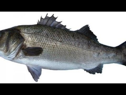 فيديو: ما الذي يتناسب مع سمك القاروص؟