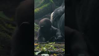 Baby Gorilla's Playtime