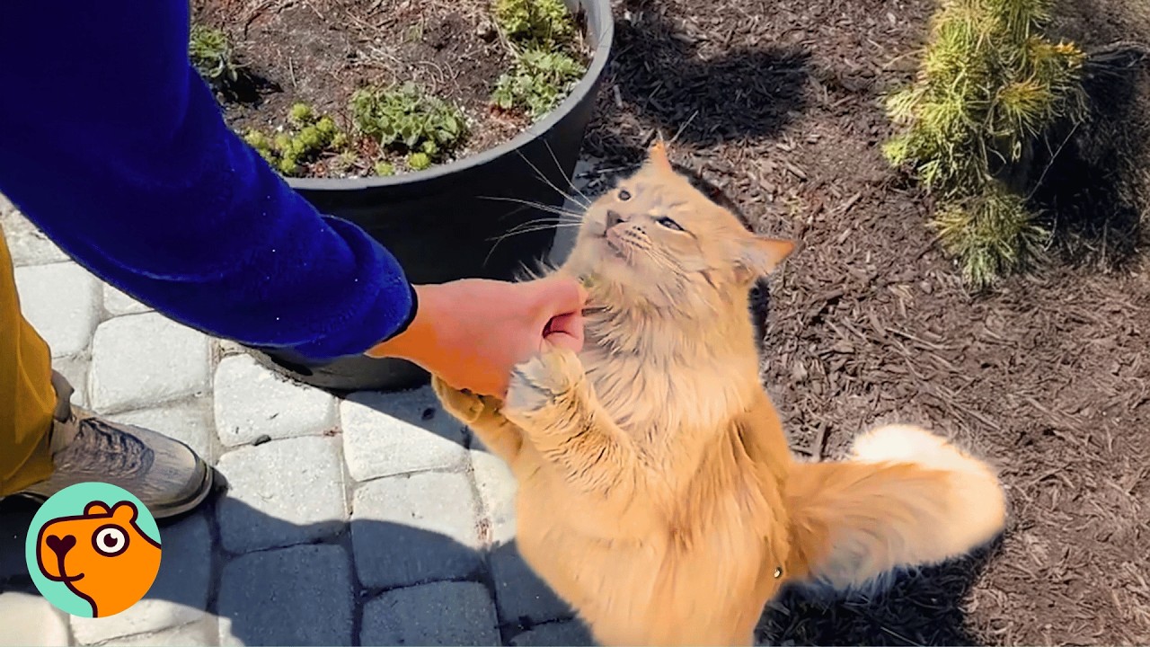 Stray Cat Does Everything to Make This Couple Love Him | Cuddle Buddies