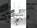 胡蝶蘭選びがもっと楽しくなる！知っておくと役に立つ胡蝶蘭の予備知識