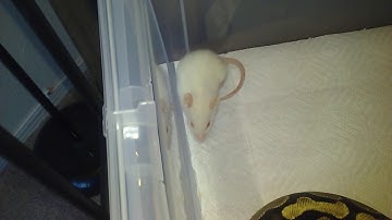 Ball Python Surprises Rat! (Live Feeding!) "WALKED RIGHT INTO HIS TRAP!"