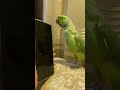 Talking green parrot 🦜 #asmr #parrot #greencolor