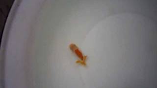 MVI_4172.avi