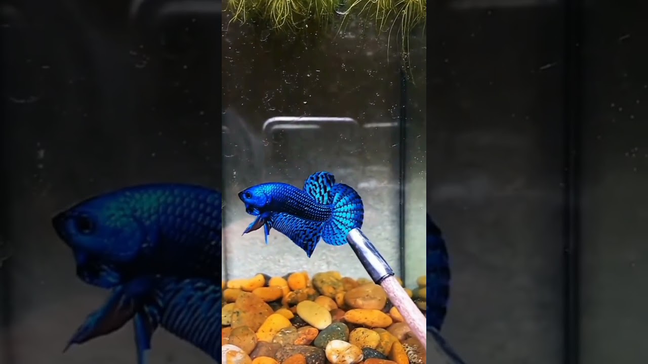 ikan cupang alien blue hybrid