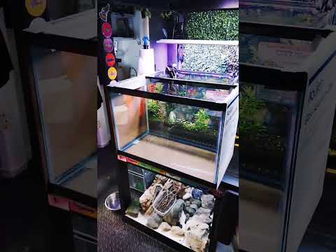 New tanks rock. #fishfam #aquarium #fishkeepinghobby #fishtank #fish #hobbies #thankyou #family