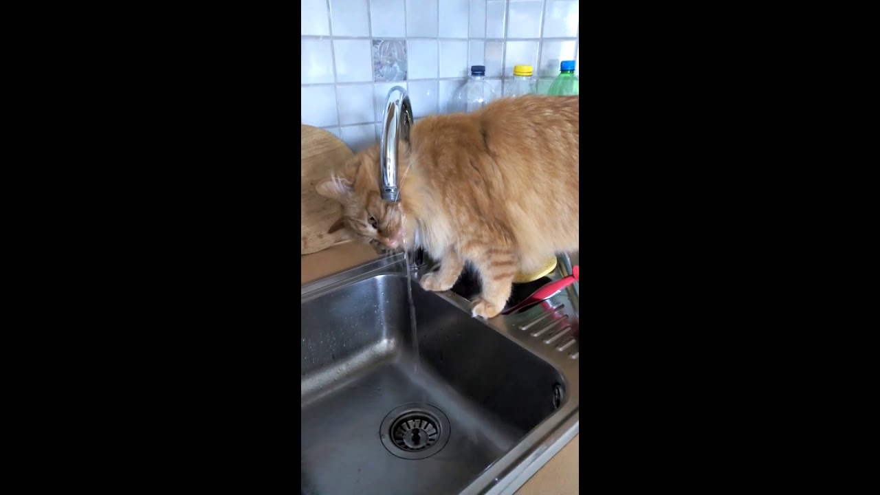 Katze trinkt aus dem Wasserhahn - YouTube