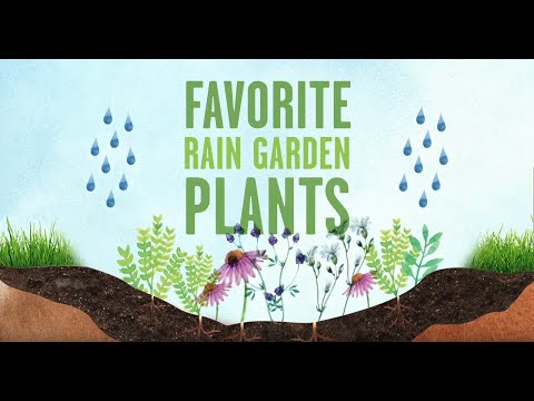 How to Select Plants for a Rain Garden