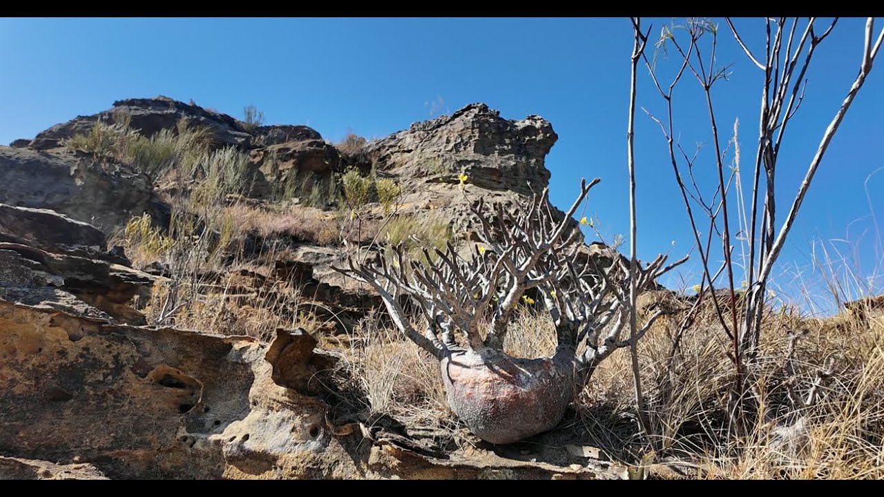 【第６話】グラキリスを求めてイサロ国立公園へ！ISALO