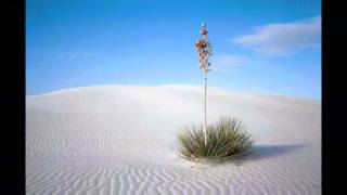 ENIGMA WE ARE NATURE ( SOMOS NATURALEZA )