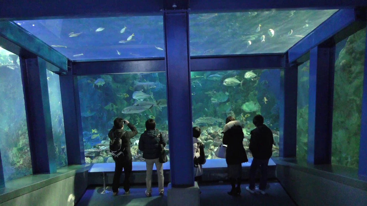 コーラルリーフ・ダイビング (鳥羽水族館) 2018年1月1日 - YouTube