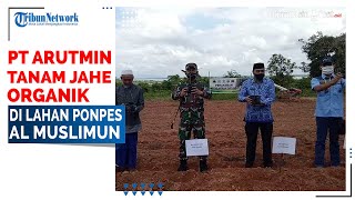 PT AI Simbolis Tanam Jahe Organik di Lahan Ponpes Al Muslimun