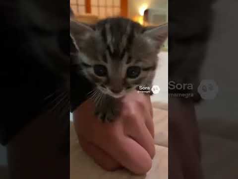 めちゃくちゃカメラに興味がある子猫/Kitten Super Interested in the Camera #kitten #子ネコ #kittenshorts #cat