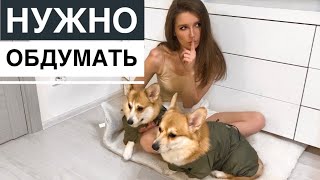 5 ПРИЧИН НЕ ЗАВОДИТЬ КОРГИ! Минусы породы КОРГИ