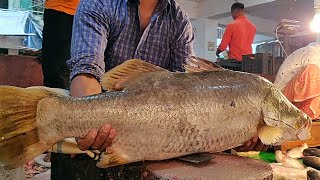 How to cut fish | Amazing cutting | Giant Bhetki fish cutting by expert fish cutter