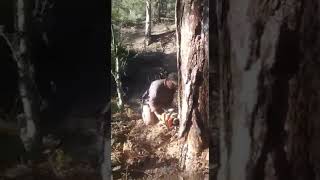 Cam   ağacı  .  Çam  kesim .  Ormancılık-orman