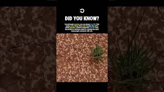You Can SMELL Rain Before It Starts #history #facts