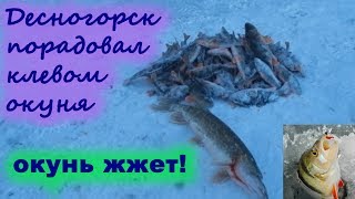 клев окуня в Десногорске