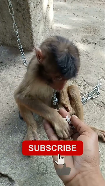 BEGINI CARA MENGAJARI ANAK MONYET #shorts