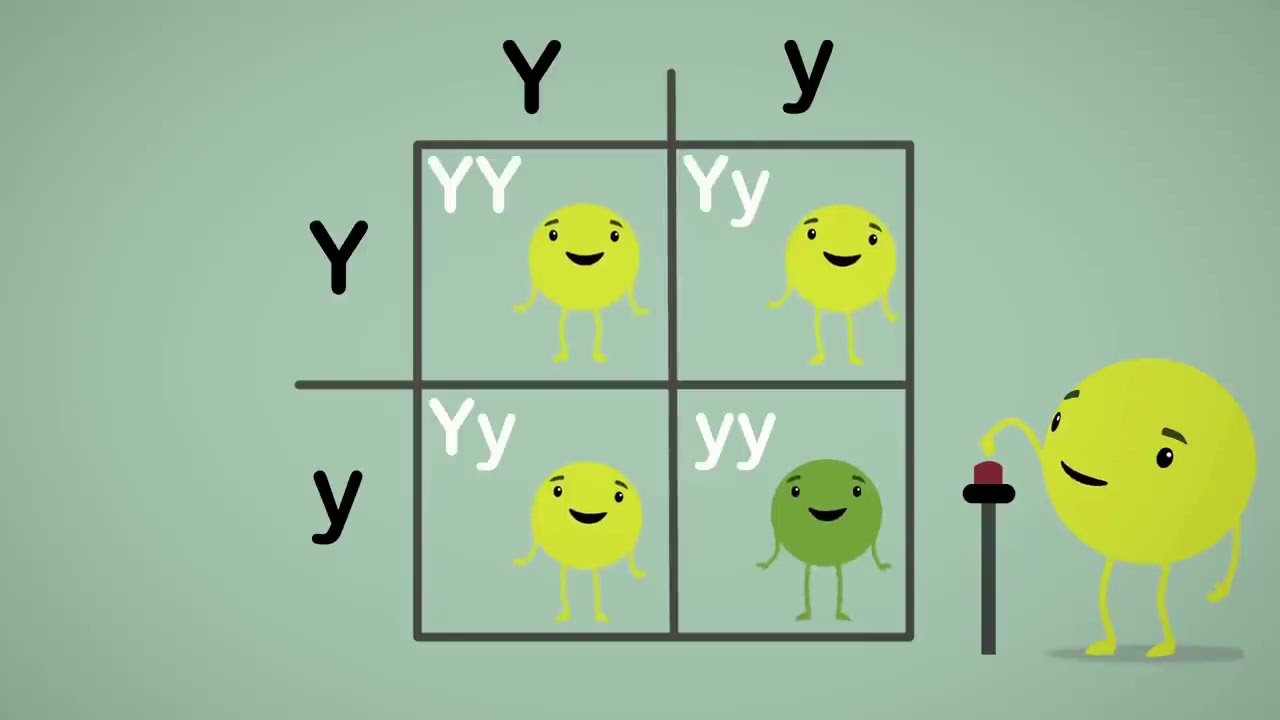 علم الوراثة . تجارب مندل على نبات البازلاء