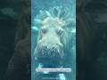How Hippos Actually Move in Water Will Surprise You!😮#facts #ytshorts #trending