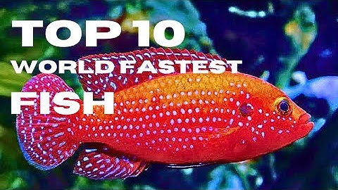 Top 10 Fastest Fish in the Ocean: Unraveling the Speed Demons of the Sea